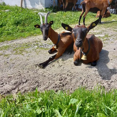 شاليه Alpenchalet Lengau Dornauberg